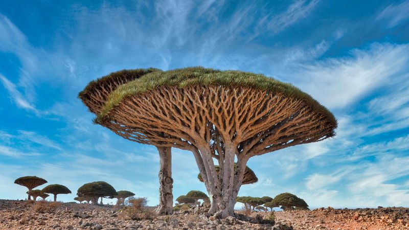 Socotra, Yemen