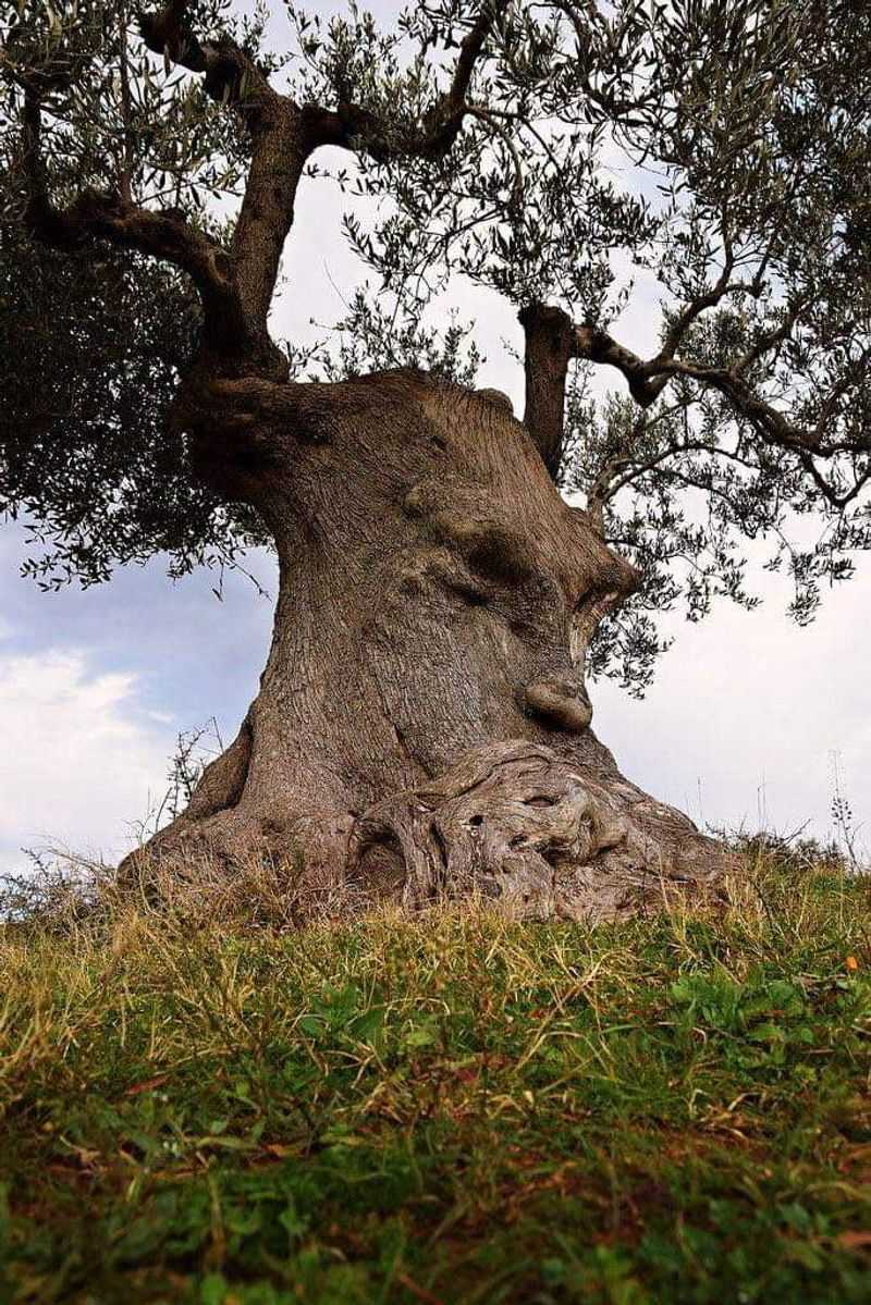 The Enchanted Olive Grove