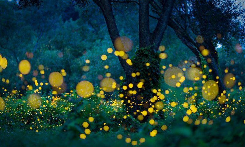 Japan's Firefly Festivals
