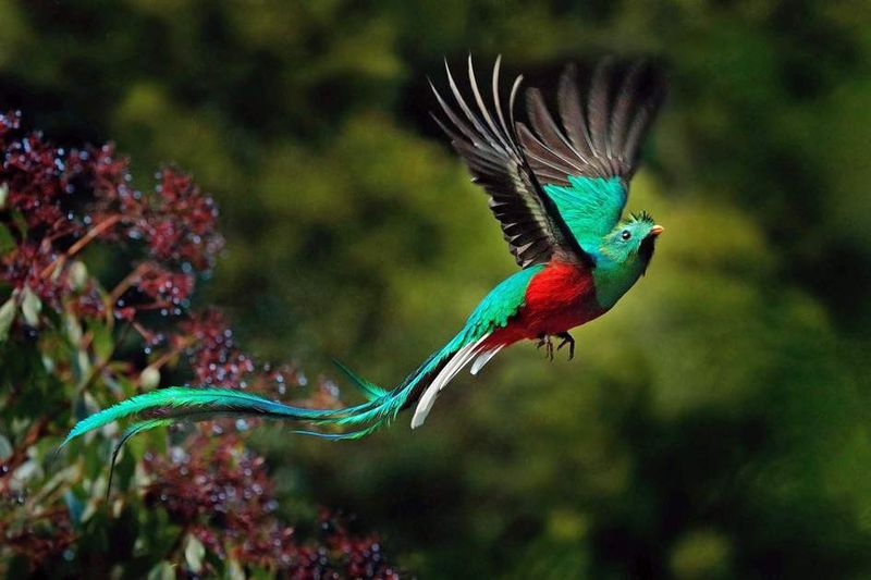 Monteverde