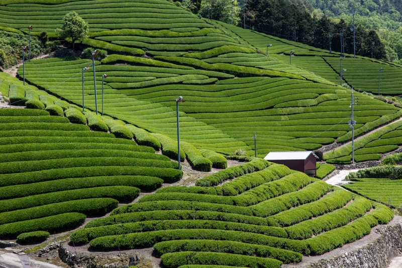 3. Taste Matcha at Uji