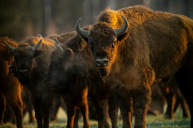 Puszcza Białowieska