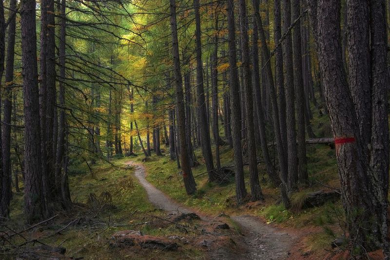Whispering Pines Trails
