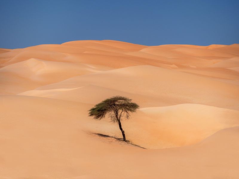 The Bizarre Tree of Tenere