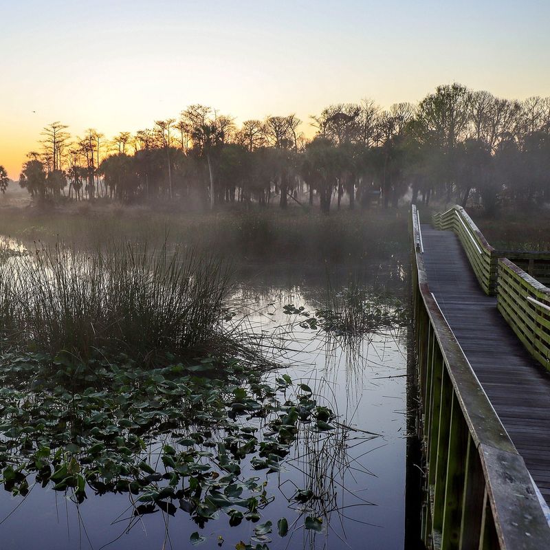 Mysterious Swamp Trek