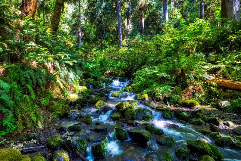 Olympic National Park