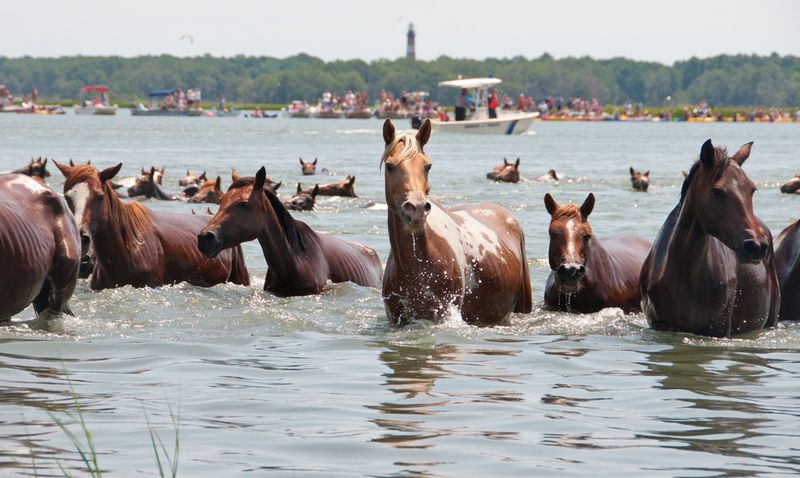 Chincoteague National Wildlife Refuge, Virginia