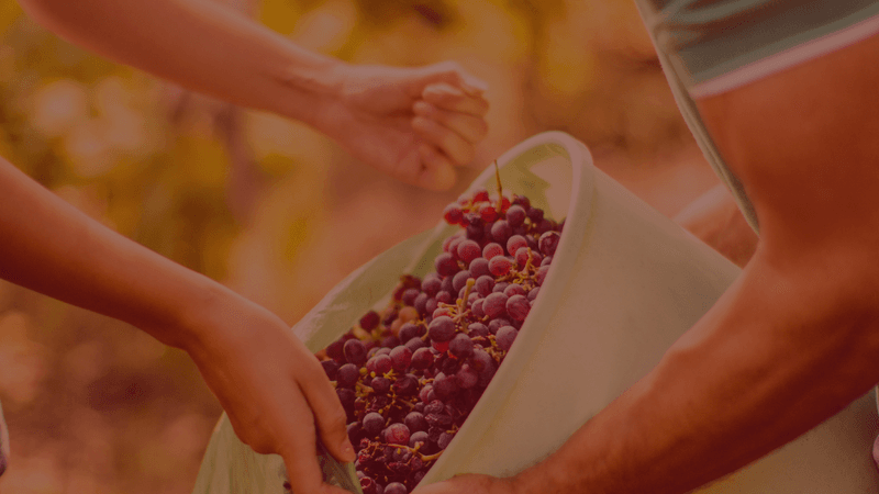 Hands-On Wine Making Workshops