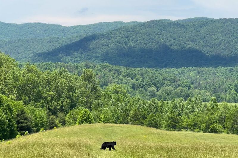 Wildlife Observation Tours