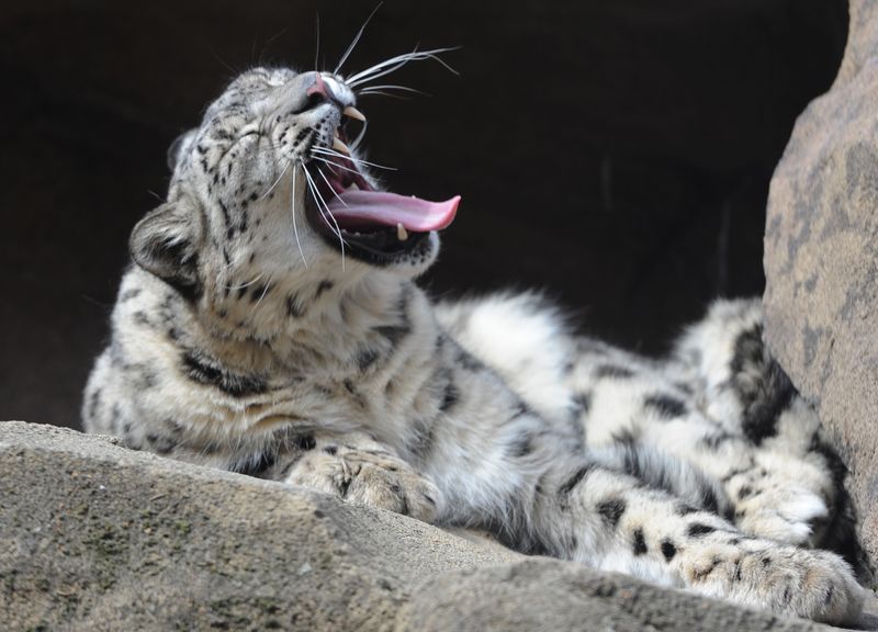 Alaska - Alaska Zoo