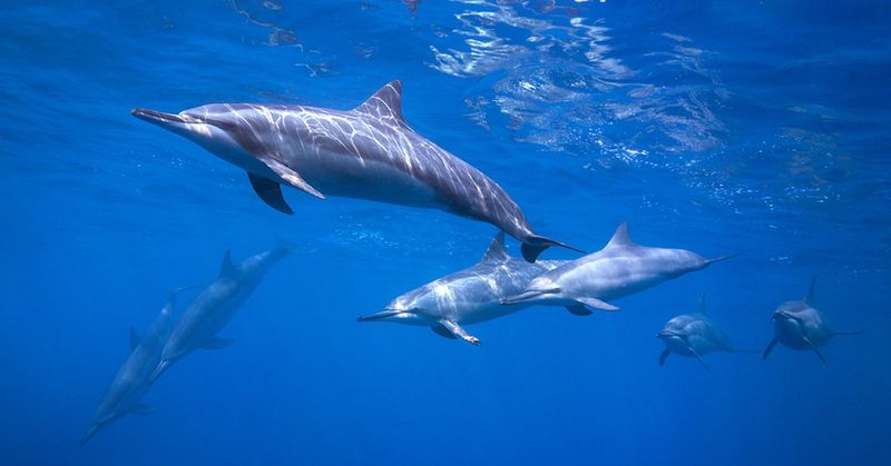 Hawaii's Spinner Dolphins