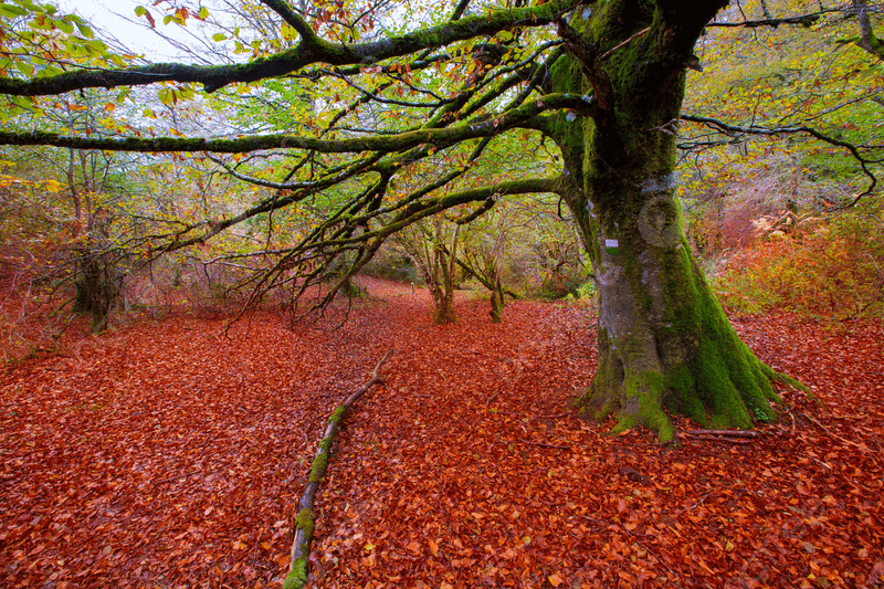 The Enchanted Forest of Irati