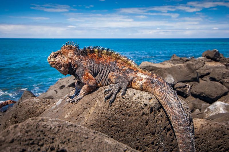 Galápagos Islands