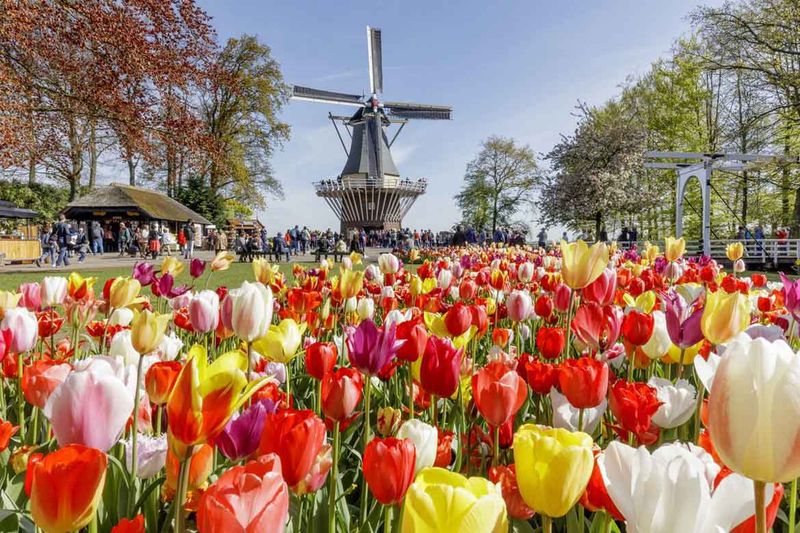 Keukenhof Gardens