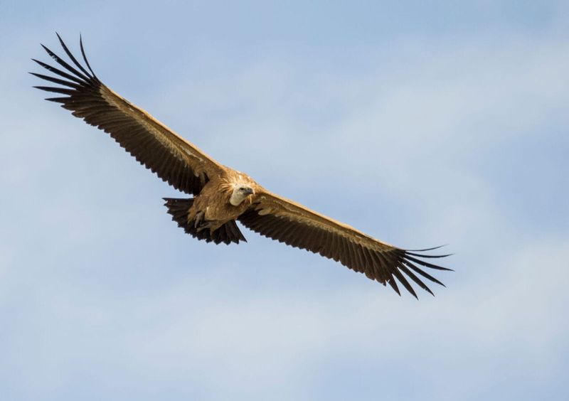 Monfragüe's Birdwatcher's Haven