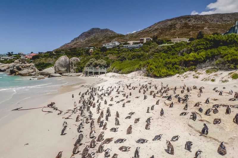 Boulders Beach, South Africa