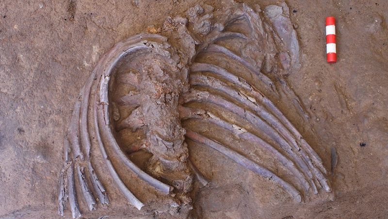 Silent Fossils