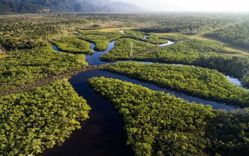 Amazon Rainforest