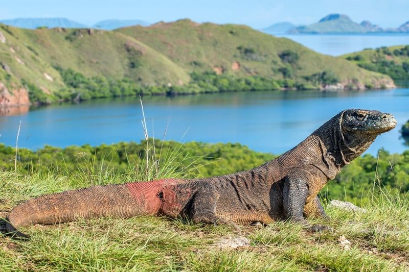 Komodo Island, Indonesia