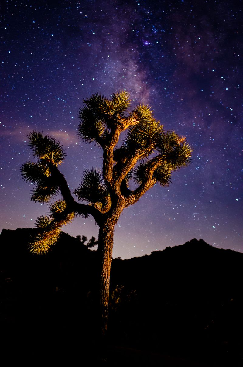 Joshua Tree National Park
