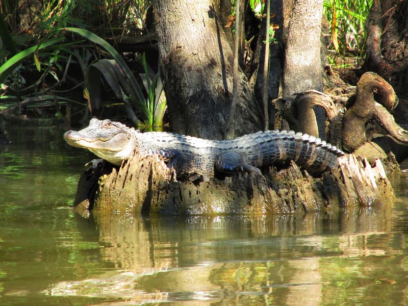 Louisiana's Alligator Encounters