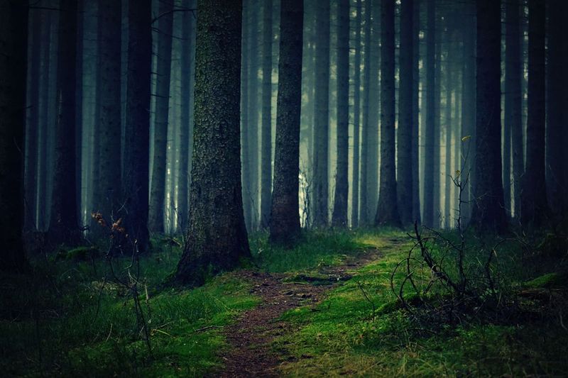 Mysterious Forest Path