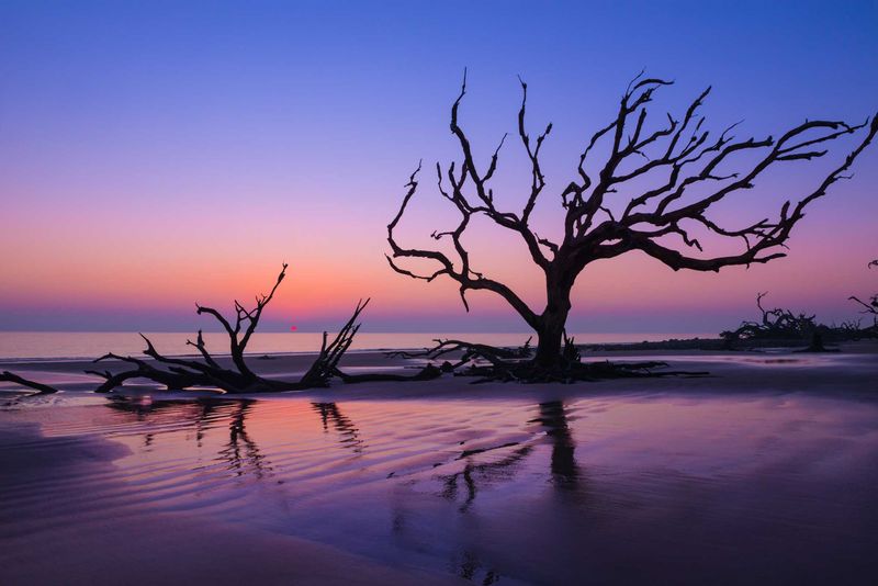 Driftwood Beach, Georgia