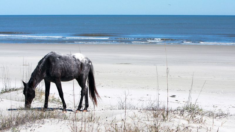 Cumberland Island, Georgia