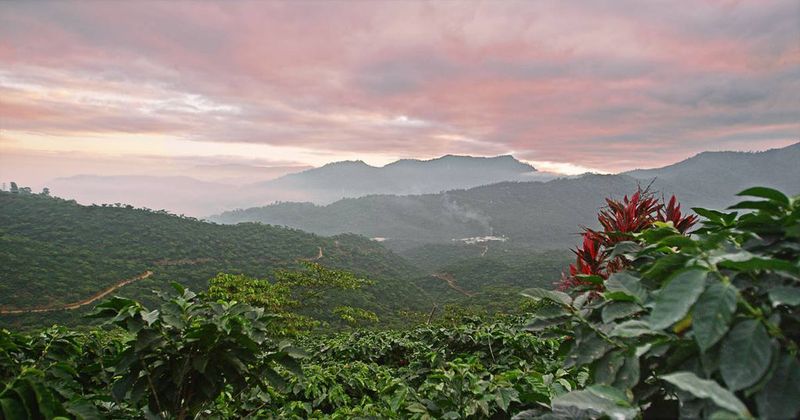 Embark on a Coffee Adventure in Chiapas