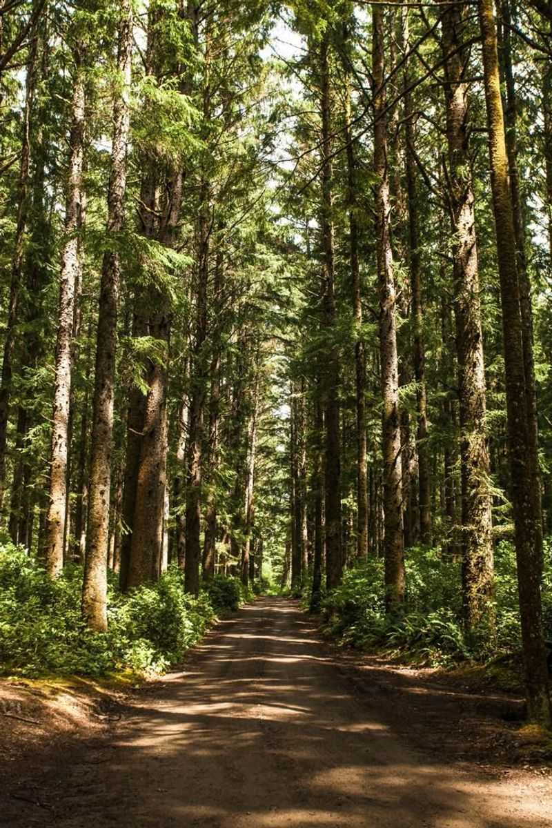 Whispering Pines Forest