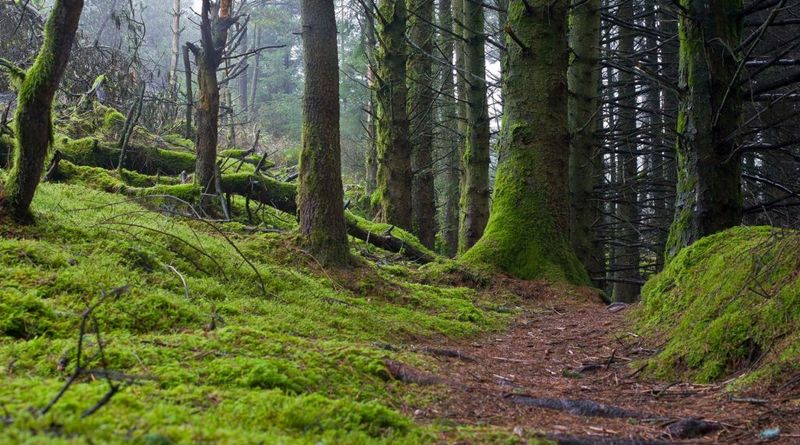 Mystic Forest, Ireland