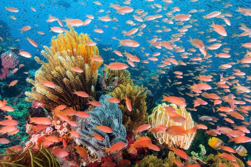 Wakatobi Islands