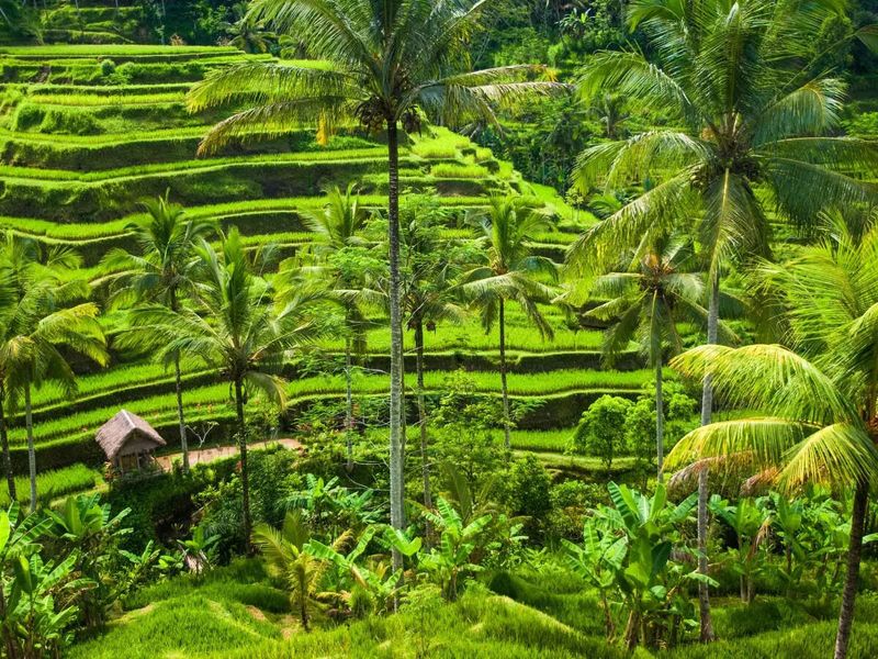 Bali's Ubud, Indonesia