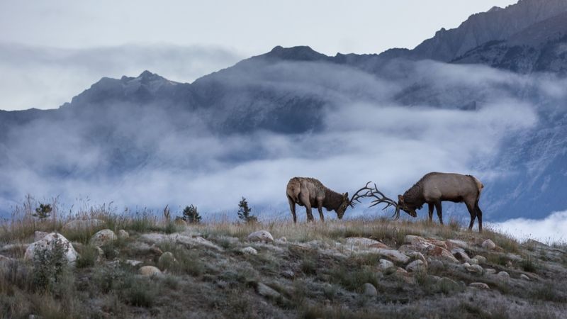 Mountain Wildlife Watching