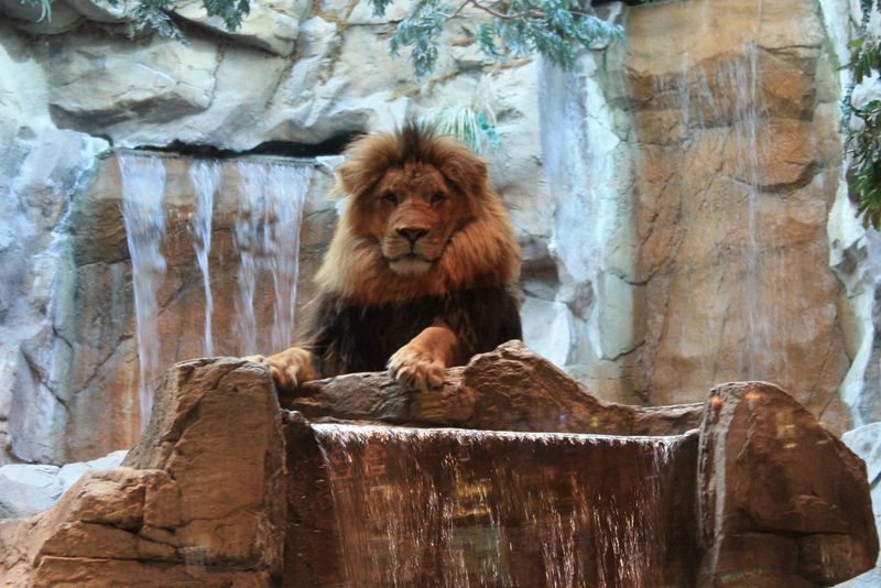 The Secret MGM Lion Habitat
