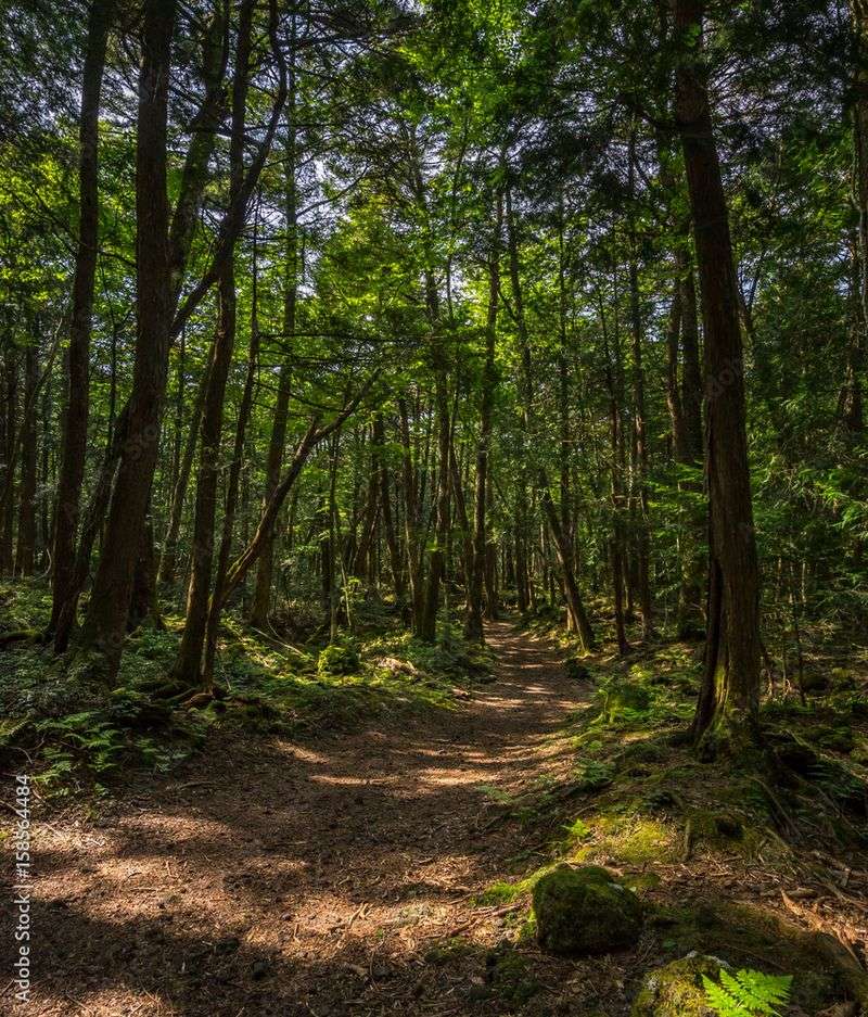 Aokigahara Forest, Japan