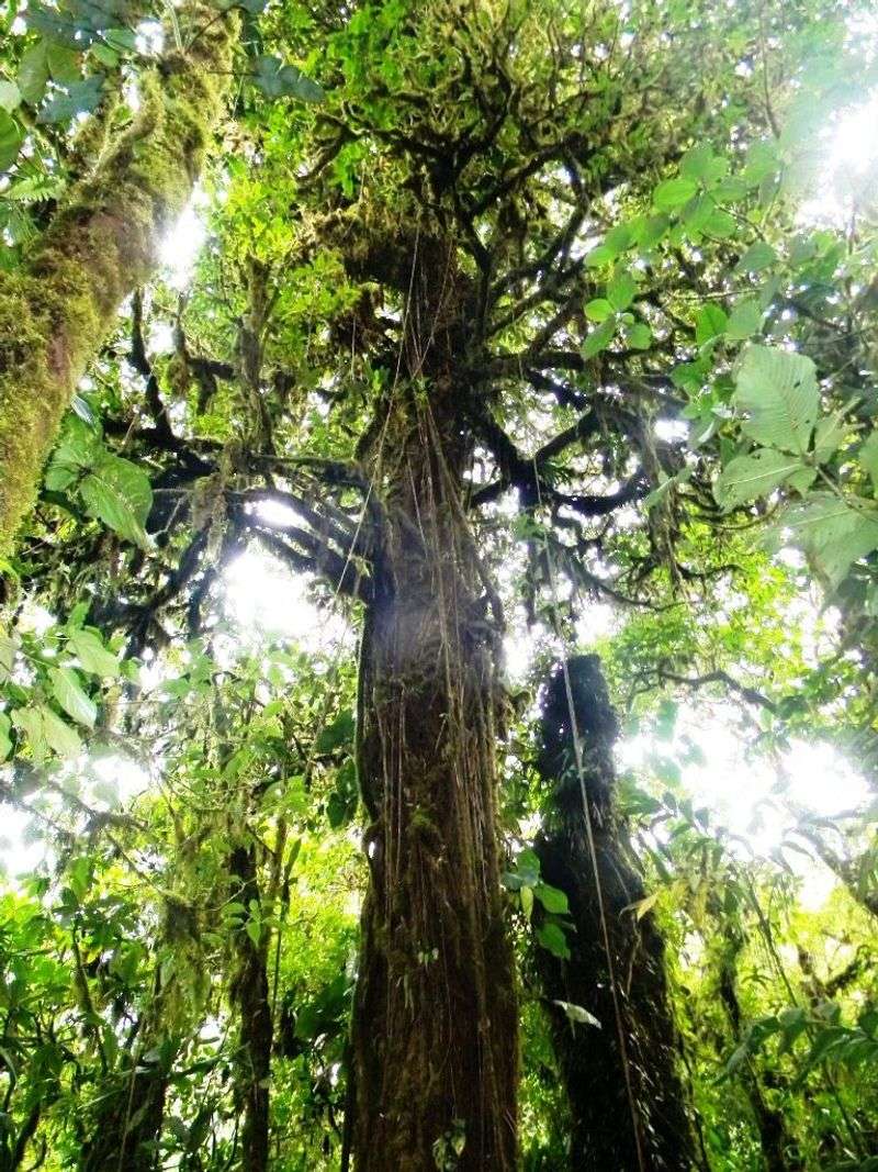 Monteverde's Mighty