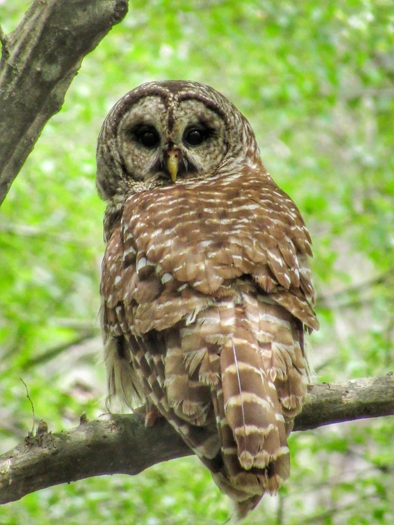 Congaree National Park, South Carolina