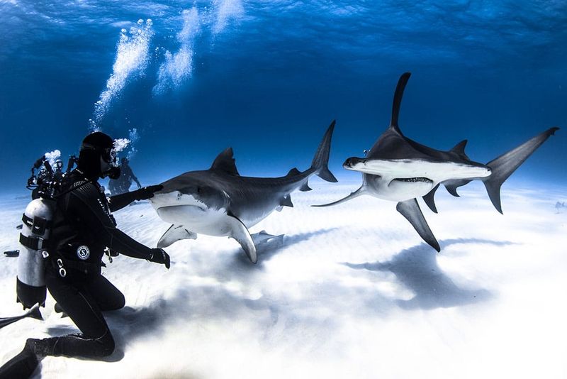 Scuba Diving with Sharks in the Bahamas
