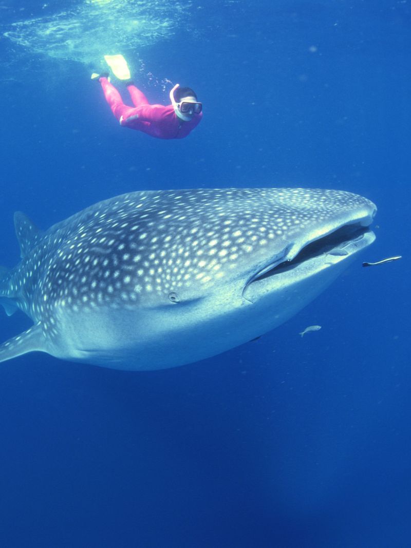 Swimming with Whale Sharks in Mexico