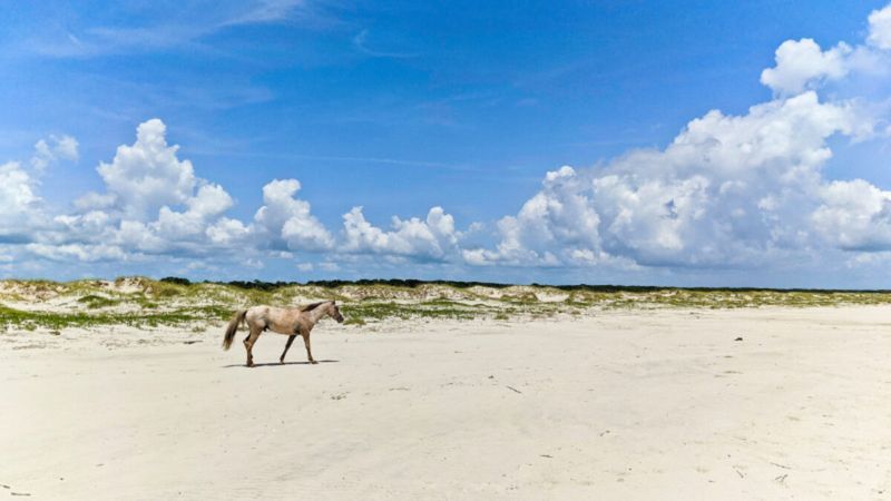Cumberland Island