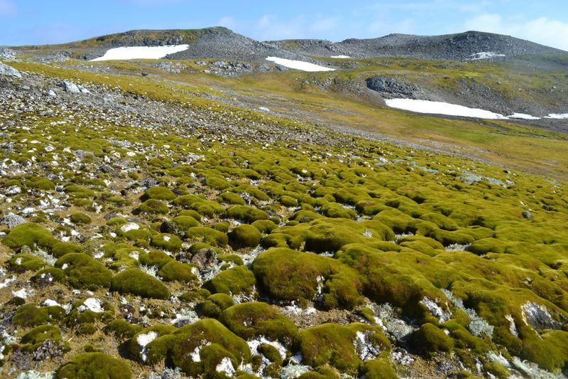 Antarctic Oases
