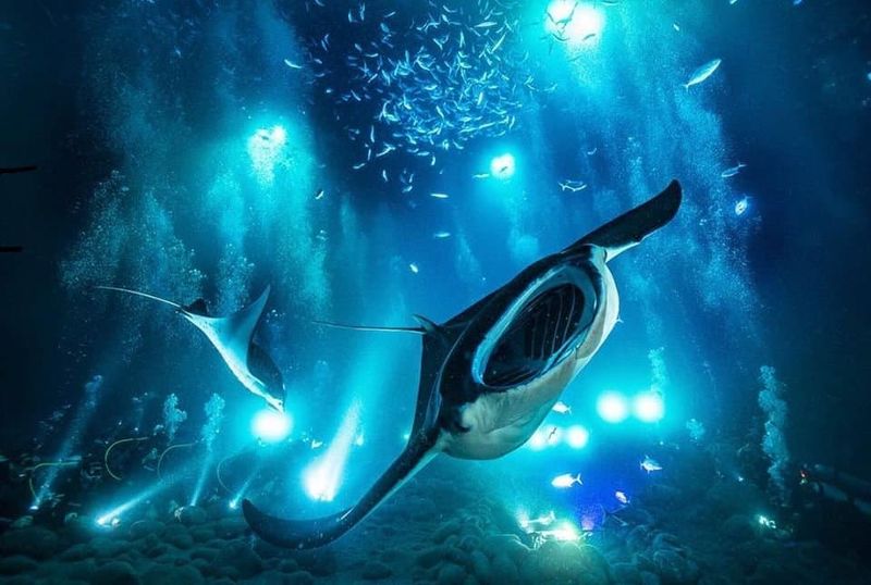 Manta Ray Night Dive, Hawaii