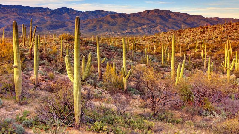 Saguaro National Park, Arizona