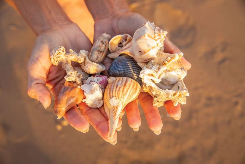 Shell Hunting