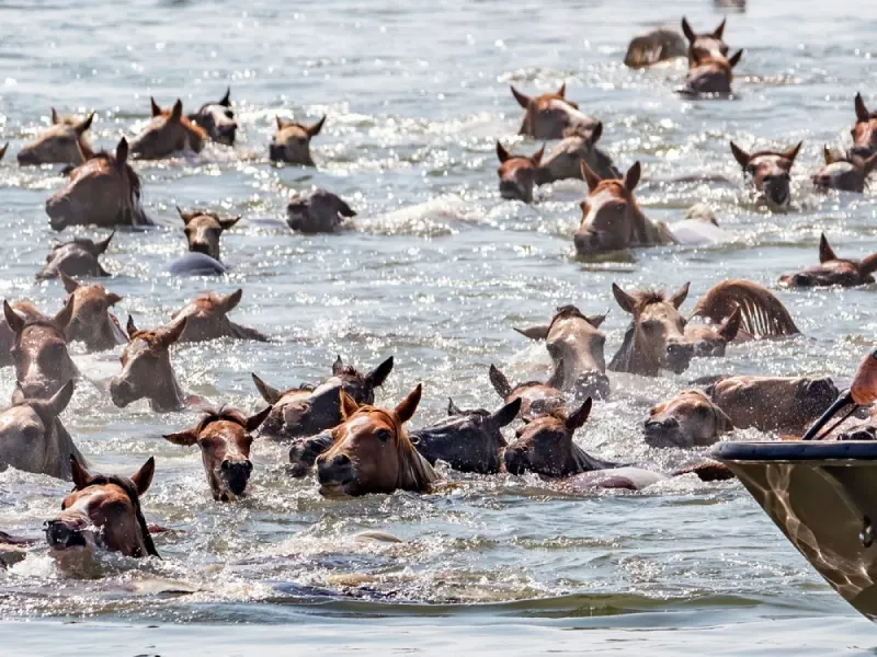 Chincoteague, Virginia