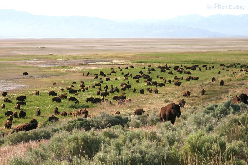 Antelope Island State Park, Utah