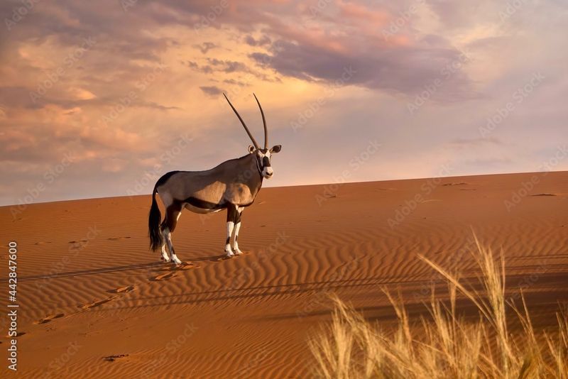 Namibia: The Silent Namib Desert