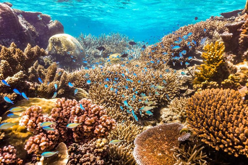 The Great Barrier Reef Tours