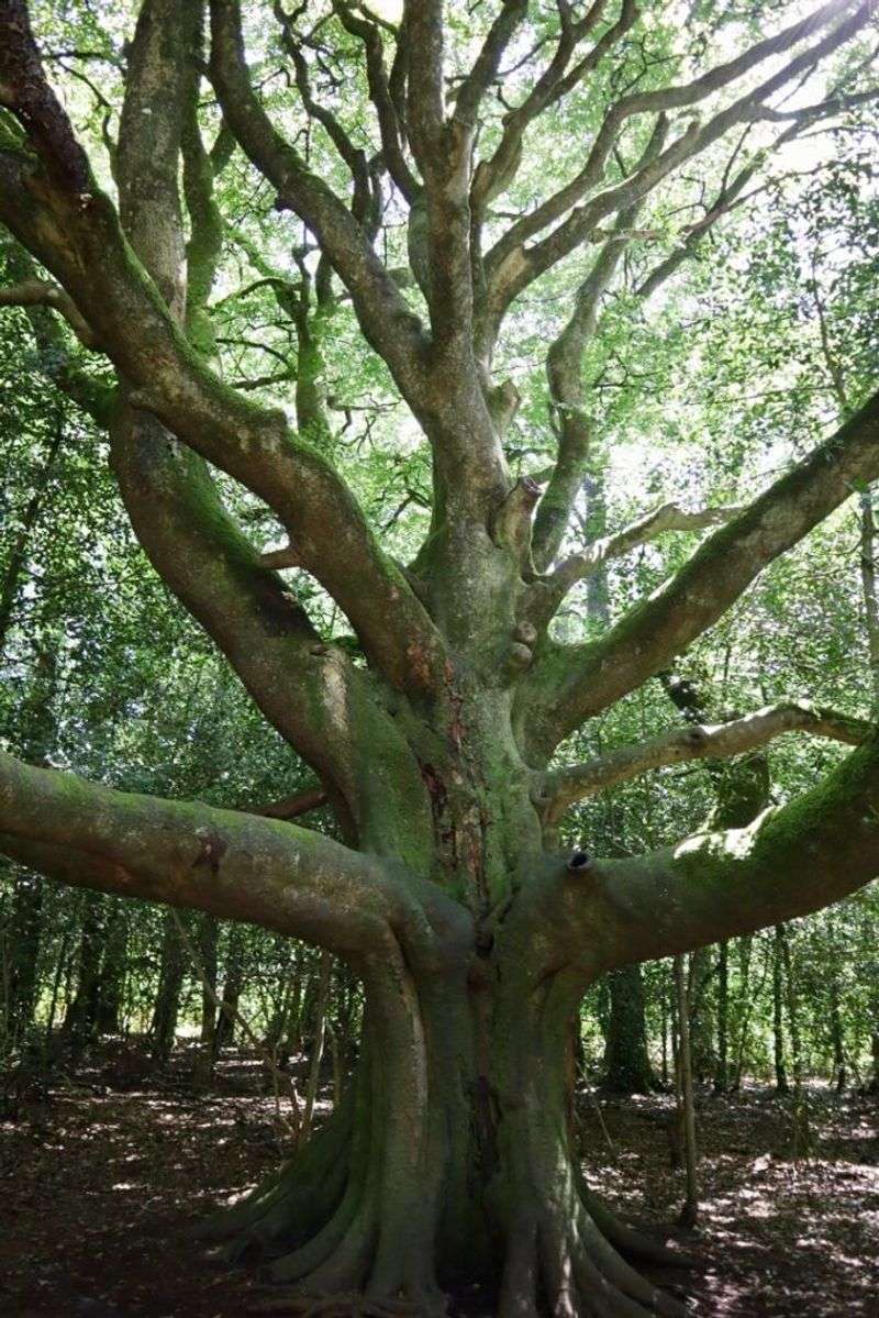 The Enchanted Forest of Brocéliande
